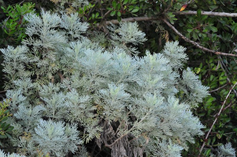 Artemisia arborescens